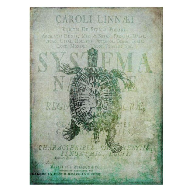 Leinwandbild Vintage Vintage Collage - Antike Schildkröte