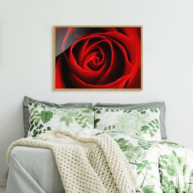 Schöne Wandbilder Liebliche Rose