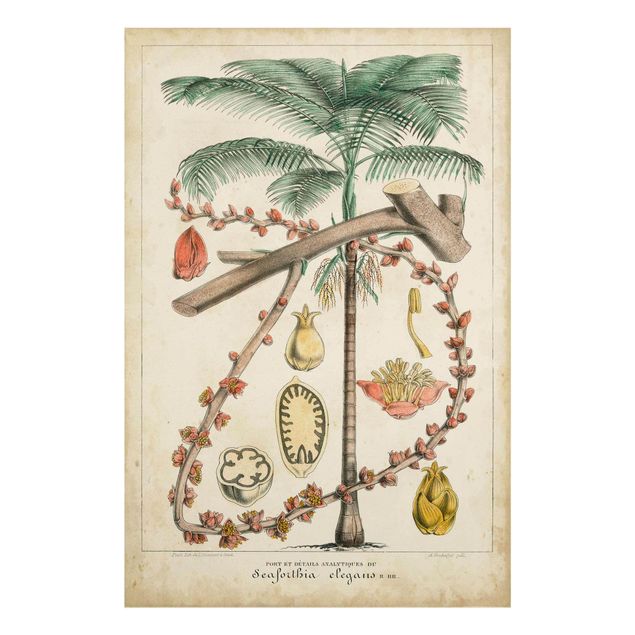 Bilder auf Glas Vintage Lehrtafel Exotische palmen II