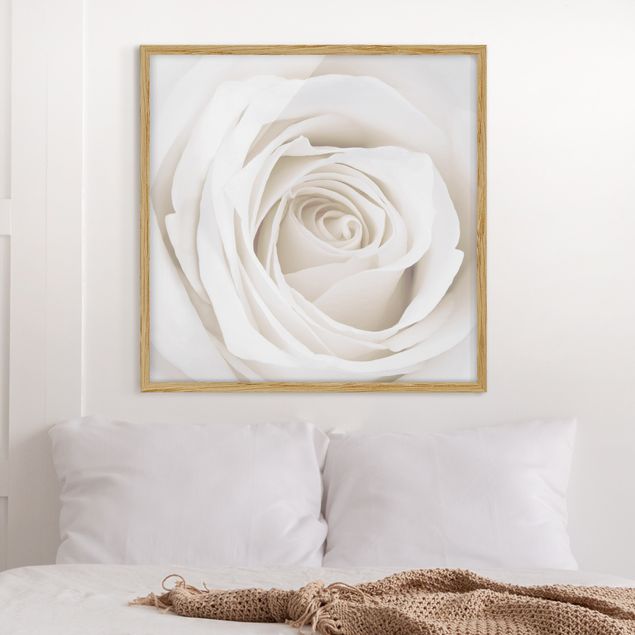 Gerahmte Bilder Blumen Pretty White Rose