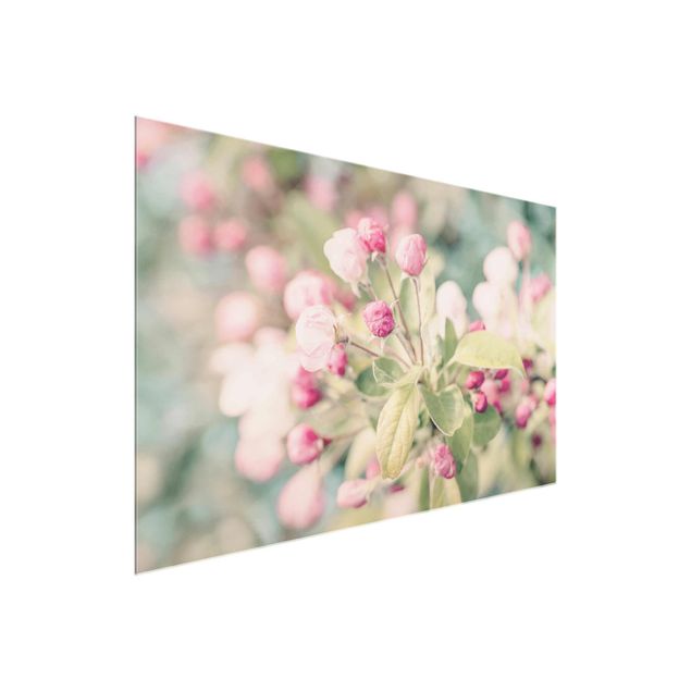 Schöne Wandbilder Apfelblüte Bokeh rosa