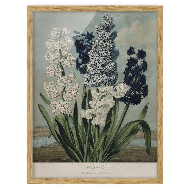 Wandbilder mit Rahmen Botanik Vintage Illustration Blaue und weiße Hyazinthen