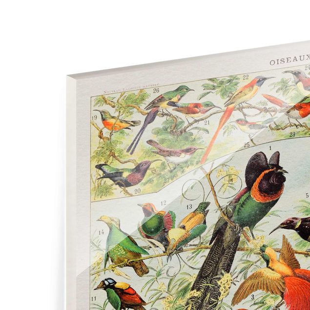 Glasbild - Vintage Lehrtafel Paradiesvögel - Hochformat 4:3