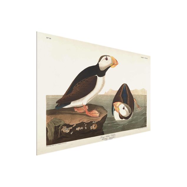 Glasbild Natur Vintage Lehrtafel Papageientaucher II