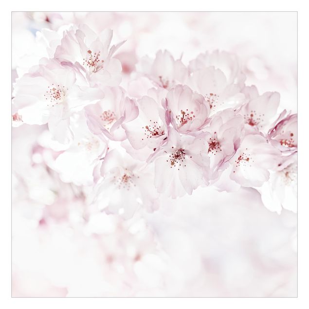 Schöne Fototapete Ein Kirschblütenhauch