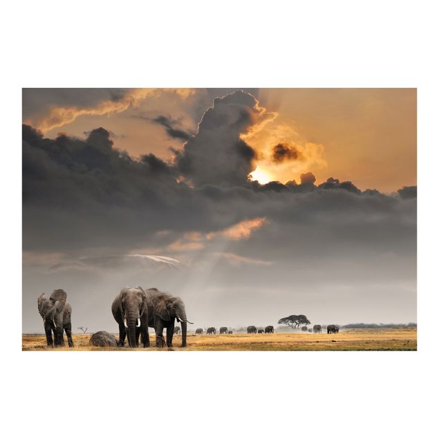Tapete grau Elefanten der Savanne