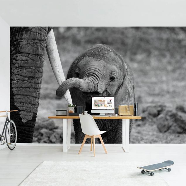 Wandtapete Tiere Elefantenbaby