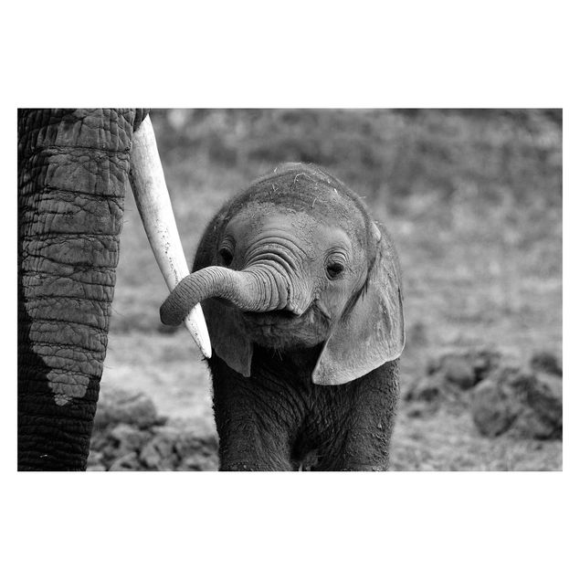 Fototapeten Elefantenbaby