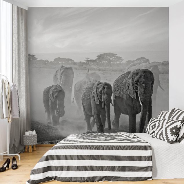 Fototapete Elefant Elefantenherde