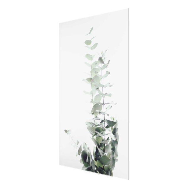 Glas Wandbilder Eukalyptus im Weißen Licht
