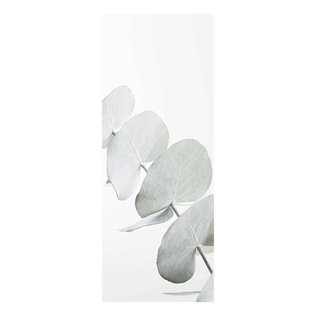 Wandbilder Eukalyptuszweig im Weißen Licht