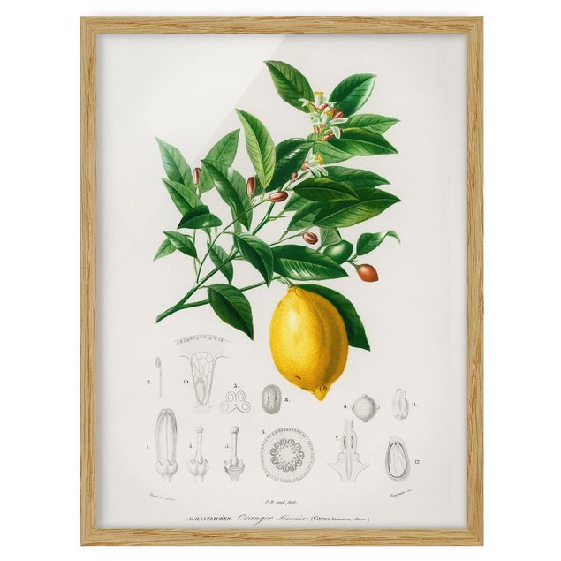 Bilder mit Rahmen Botanik Vintage Illustration Zitrone
