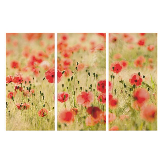 Wandbilder Summer Poppies