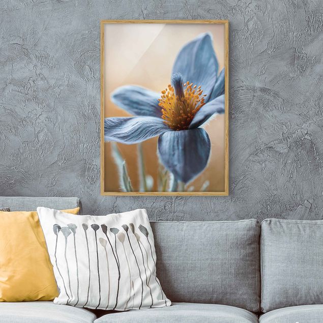 Gerahmte Bilder Blumen Kuhschelle in Blau