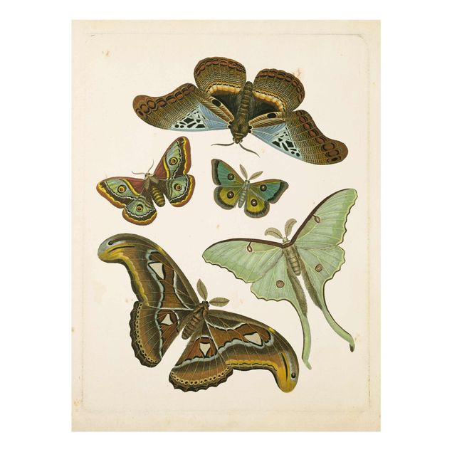 Glasbilder Vintage Illustration Exotische Schmetterlinge II