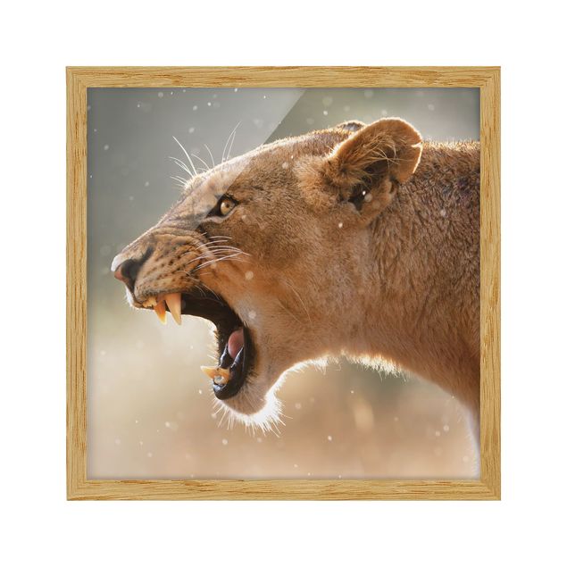 Bild mit Rahmen - Löwin auf der Jagd - Quadrat 1:1
