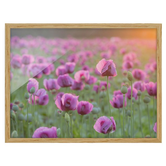 Bild mit Rahmen - Violette Schlafmohn Blumenwiese im Frühling - Querformat 3:4