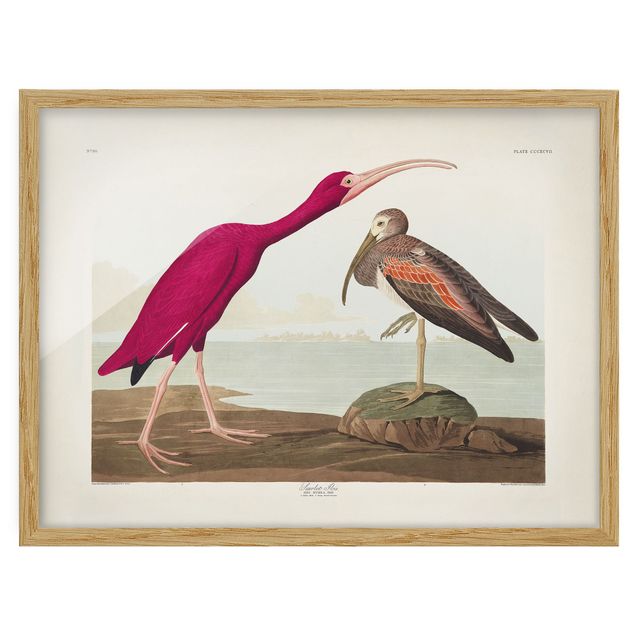 Bilder für die Wand Vintage Lehrtafel Roter Ibis