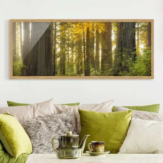 Natur Bilder mit Rahmen Redwood National Park