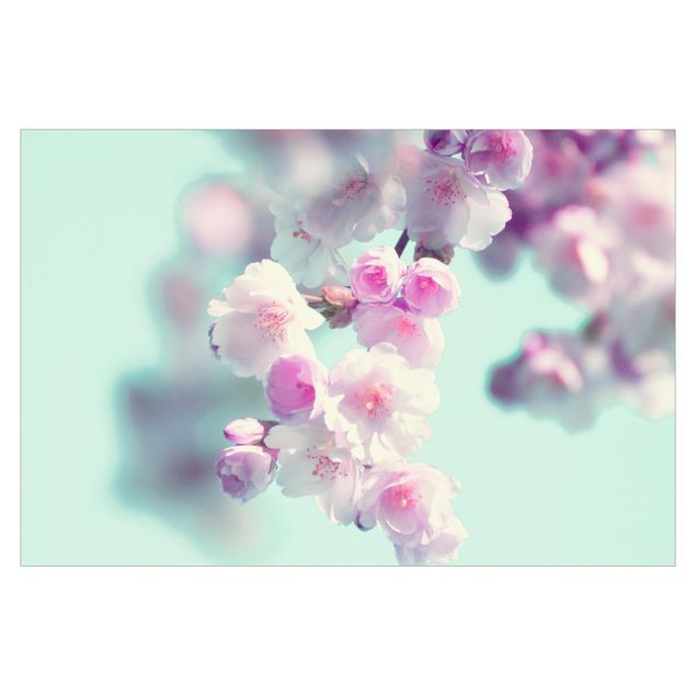 Fototapeten Farbenfrohe Kirschblüten