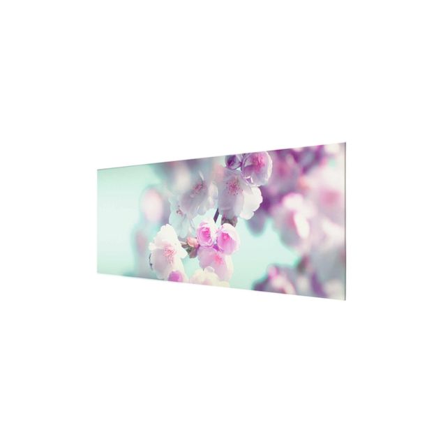 Glasbild - Farbenfrohe Kirschblüten - Panorama