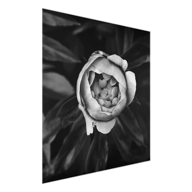 Glasbilder Blumen Pfingstrosenblüte vor Blättern Schwarz Weiß