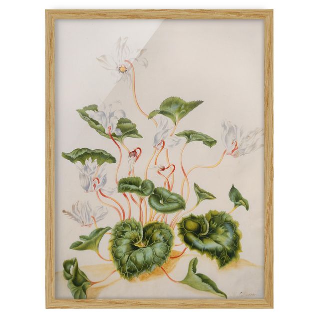 Kunstdruck Bilder mit Rahmen Anna Maria Sibylla Merian - Weiße Veilchen