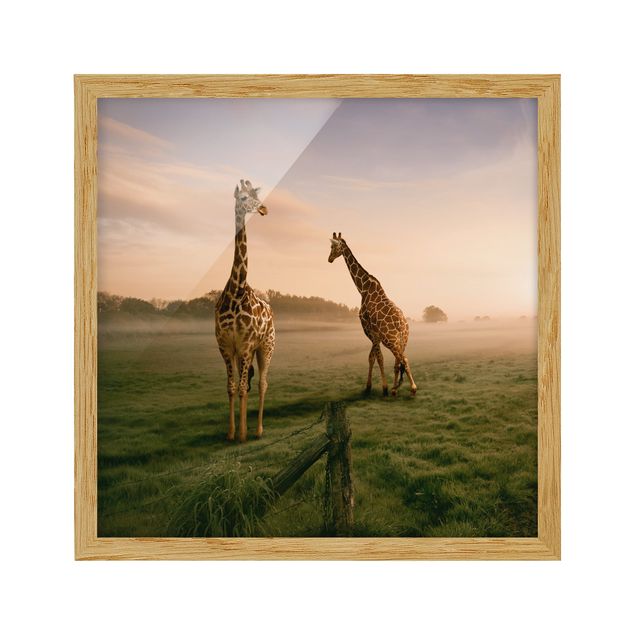 Wandbilder mit Rahmen Surreal Giraffes