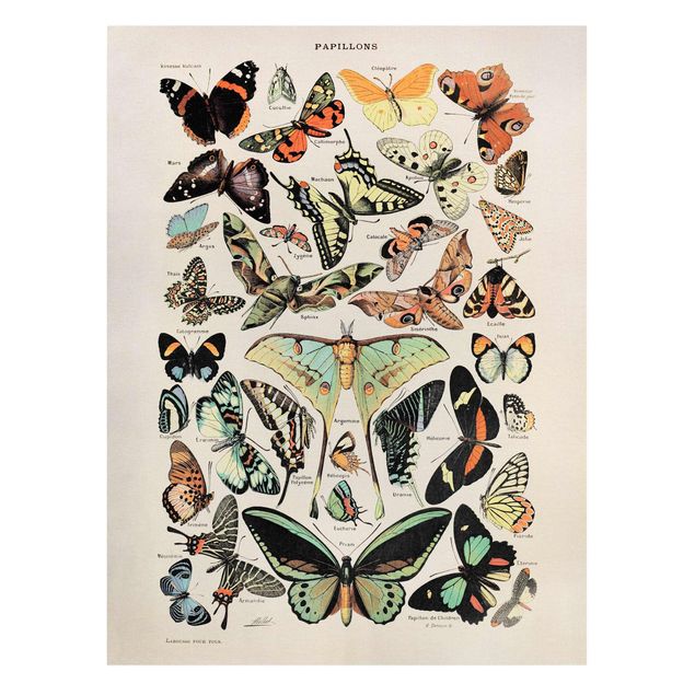 Tierbilder auf Leinwand Vintage Lehrtafel Schmetterlinge und Falter