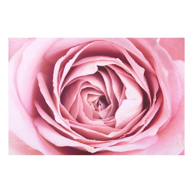 Glasbilder Natur Rosa Rosenblüte