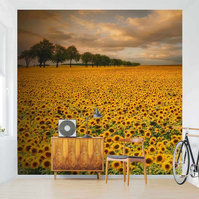 Fototapete Landschaft Feld mit Sonnenblumen
