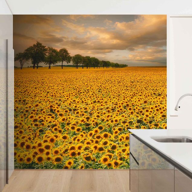 Tapeten modern Feld mit Sonnenblumen
