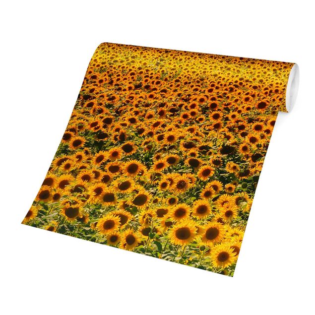 Fototapete gelb Feld mit Sonnenblumen