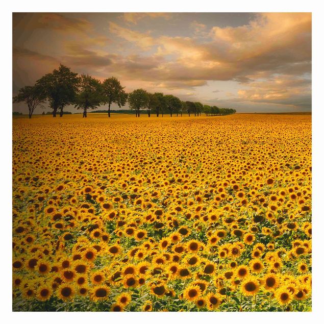 Wandtapete Design Feld mit Sonnenblumen