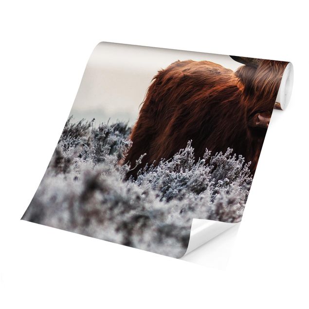 Schöne Fototapete Bison in den Highlands