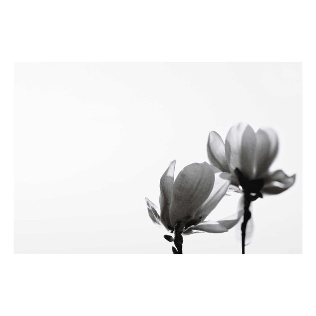 Glasbilder Frühlingsbote Magnolie Schwarz Weiß
