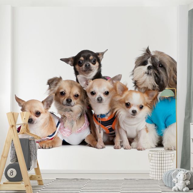 Wandtapete Tiere Fünf Chihuahuas und ein Shi