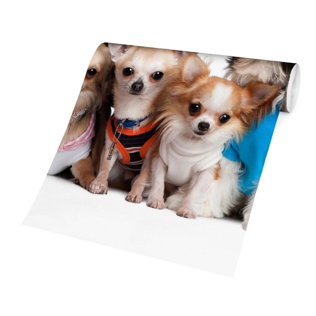 Fototapete Design Fünf Chihuahuas und ein Shi
