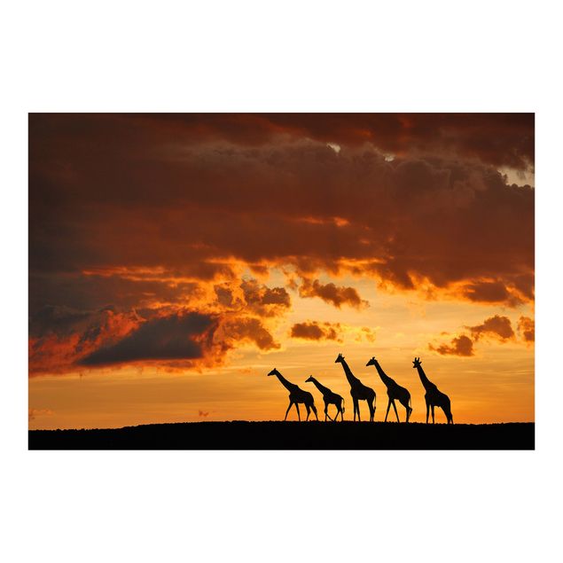 Fototapete Design Fünf Giraffen
