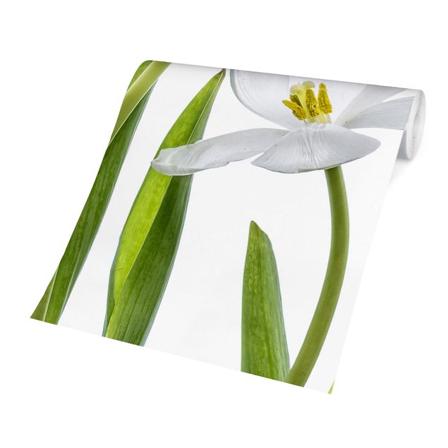 Fototapete Design Fünf Weiße Tulpen