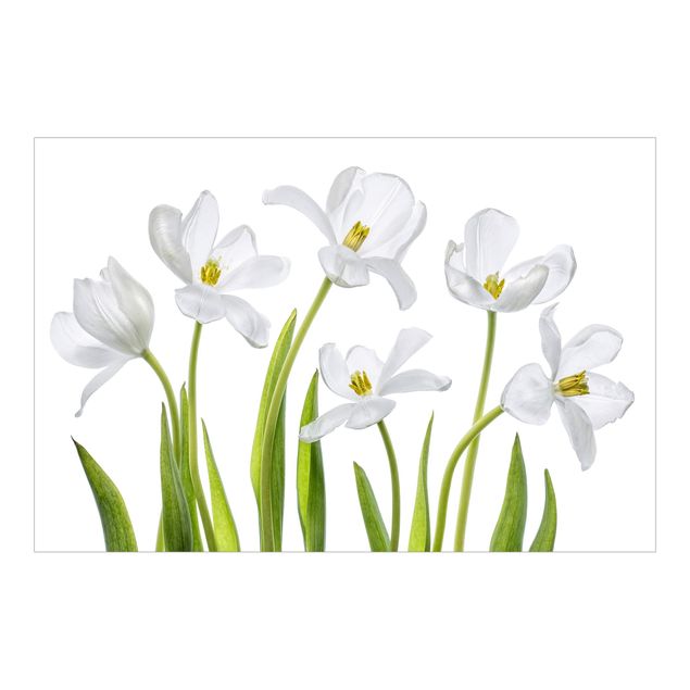 Fototapeten Fünf Weiße Tulpen