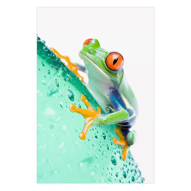 Fensterbilder XXL Frog