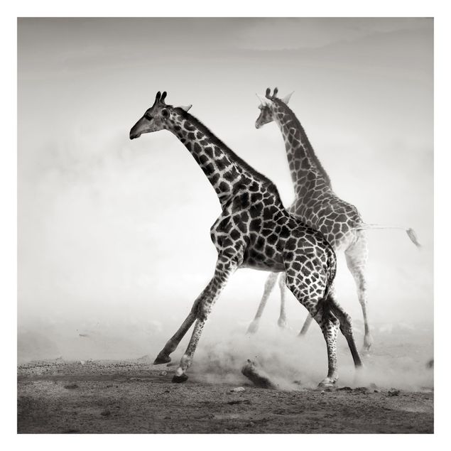 Fototapete Giraffenjagd