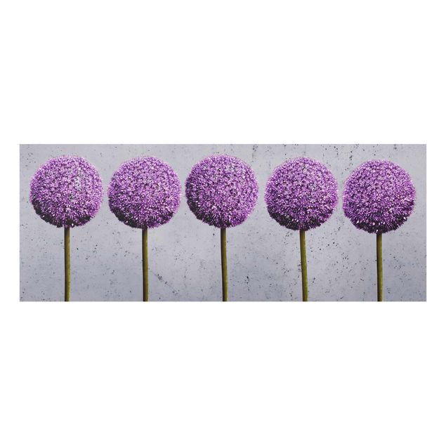 Bilder auf Glas Allium Kugel-Blüten