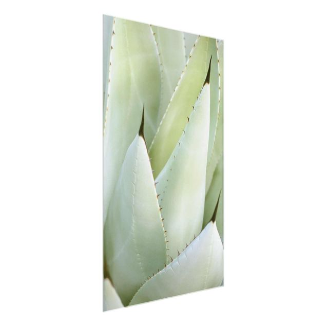 Wandbilder Aloe