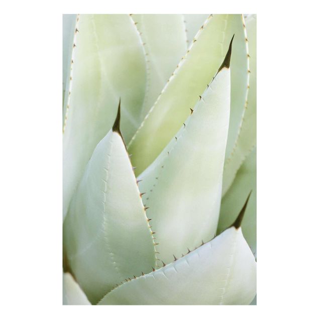 Glasbilder Aloe