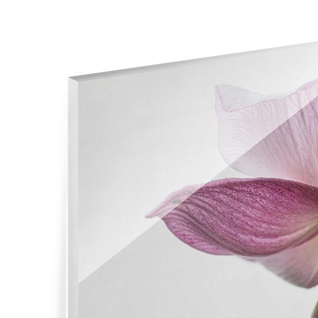 Glasbild - Anemonen in rosa - Quadrat 1:1