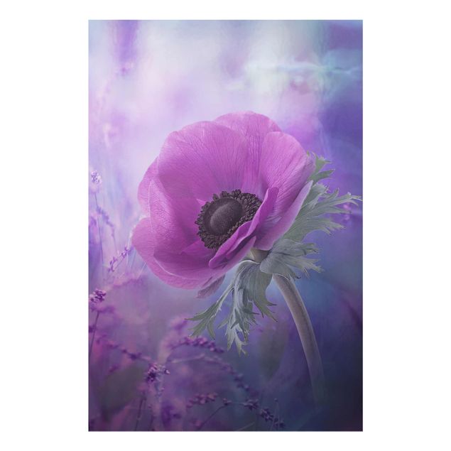 Glas Wandbilder Anemonenblüte in Violett