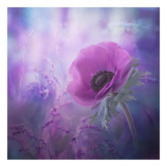 Glas Wandbilder Anemonenblüte in Violett