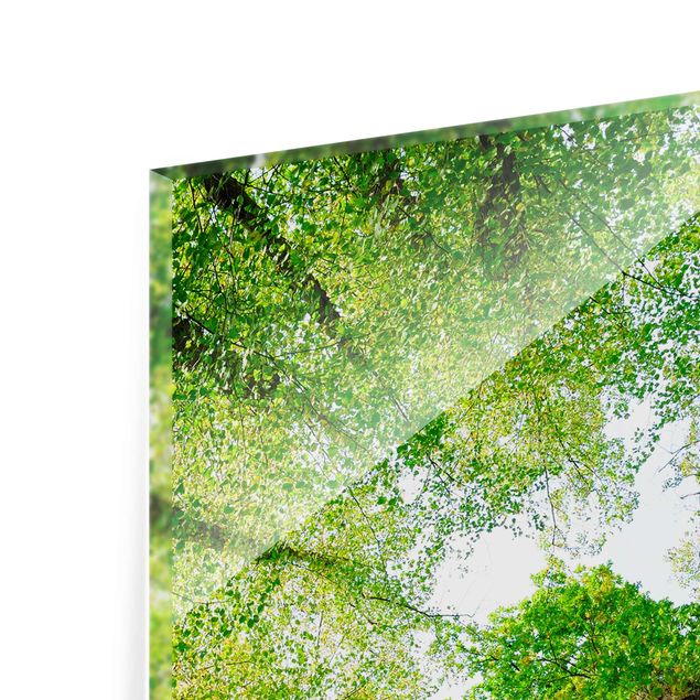Glasbild - Bäume des Lebens - Hoch 3:4 - Waldbild Glas